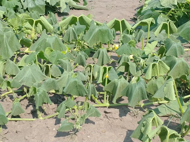 Dakota Gardener: Helping gardens survive extreme heat
